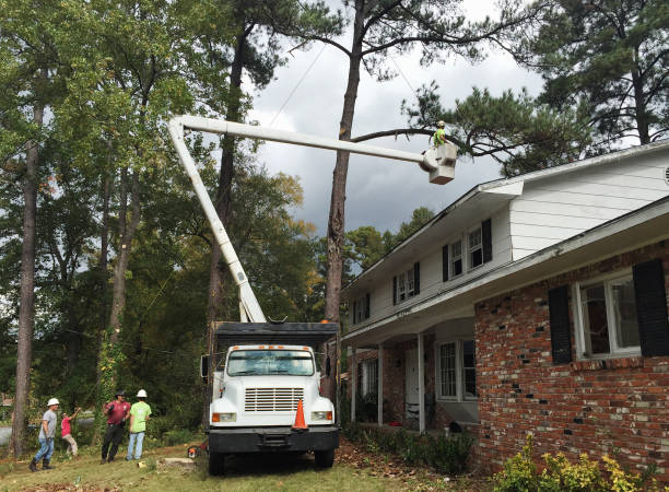 Lawn Renovation and Restoration in Raeford, NC