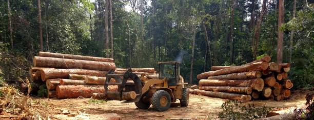 Seasonal Cleanup (Spring/Fall) in Raeford, NC