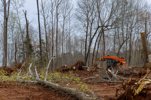 Trusted Raeford, NC Tree Care Experts