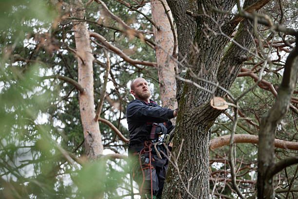 How Our Tree Care Process Works  in  Raeford, NC